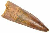 Fossil Spinosaurus Tooth - Real Dinosaur Tooth #382335-1